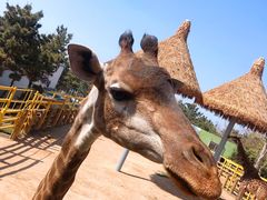 -西霞口神雕山野生动物世界