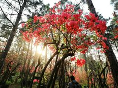 -南京市无想山景区