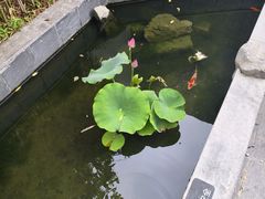 -汤宴·参须肚包鸡(南京路店)