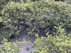 -北海金海湾红树林生态旅游区