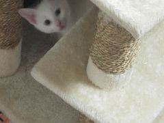-宠颐生嘉德动物医院