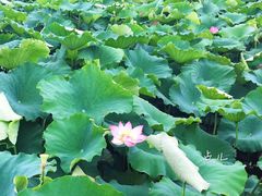 -荷塘月色湿地公园·向阳花洲