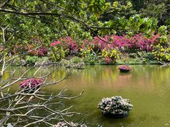 -深圳仙湖植物园