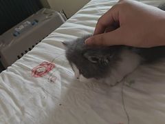 -欣宠猫屋·矮脚拿破仑·蓝金金渐层