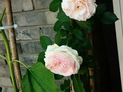 -VOYAGE COFFEE(北锣鼓巷店)
