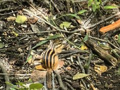 -五营红松林海景区