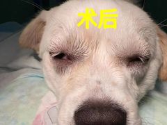 -东莞宠友24H宠物中心医院·转诊夜诊·异宠(新河北路院)