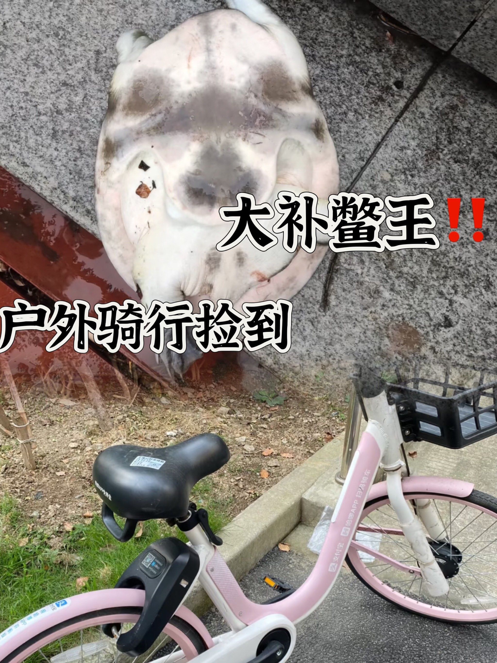 户外骑行捡到鳖王哈哈哈哈哈哈,今晚大补!