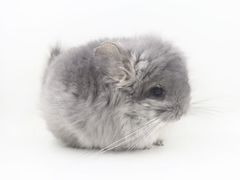 -龙猫仔乐园(惠福东路店)