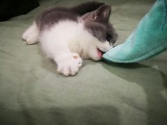 -70cat德文卷毛猫·缅因猫纯种猫舍