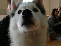 Prado-Husky Go! 哈士奇体验馆·宠物咖啡厅狗咖