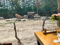 -上海野生动物园老虎餐厅