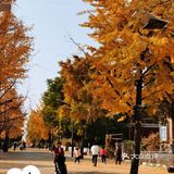 大连市内5个赏秋色秋叶好地方