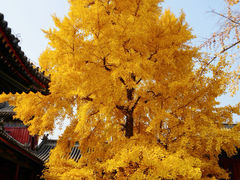 -承恩寺