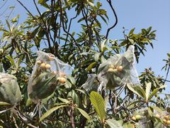 -中国移动南方基地