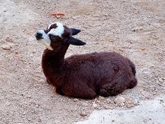 -杭州野生动物世界