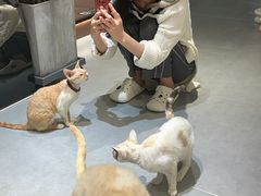 -琪喵猫屋·撸猫猫咖·猫舍