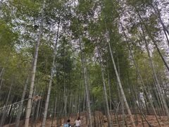 -宁波浙东大竹海景区
