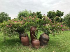 -鹅湖玫瑰文化园