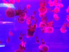 -左海海底世界
