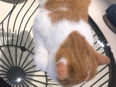 -飞行喵MR PILOT|猫舍·猫咖(静安大融城店)