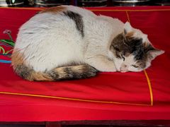 -龙华素斋(龙华路店)