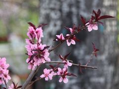 -海棠花溪(元大都城垣遗址公园)