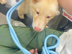 -暖阳宠物医院·犬猫康复中心·骨科