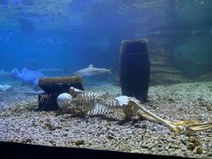 -秦皇岛乐岛海洋王国