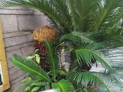 -广州神农草堂中医药博物馆