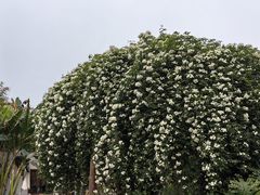 -三圣花乡旅游区