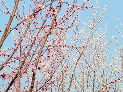 -天津东丽湖风景区