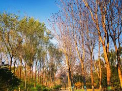 -大兴滨河森林公园