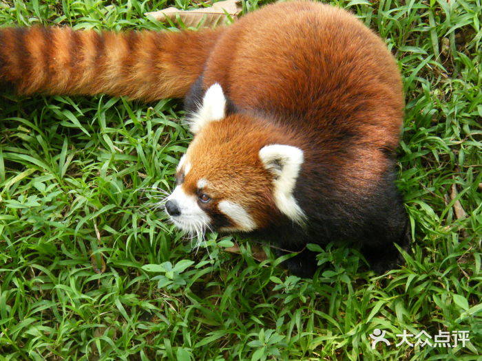 南寧市動物園-圖片-南寧景點/周邊遊-大眾點評網