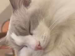 -Let's go狗咖·猫咖·奶狗·桌游(春熙路IFS店)