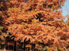 -上海海湾国家森林公园