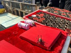 -中环花鸟鱼虫市场