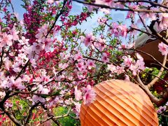 -桃源山庄·水蜜桃采摘·柴火鸡·烧烤团建(龙泉山店)