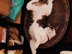 -关爱宠物医院·猫科中心·消化科(滨湖万达分院)