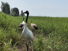 -黑龙江扎龙生态旅游区