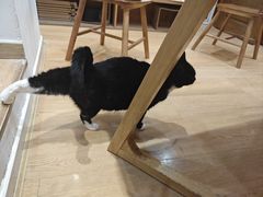-是阿柴呀！柴犬咖啡·爱喵喵猫咖
