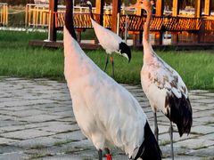 -黑龙江扎龙生态旅游区