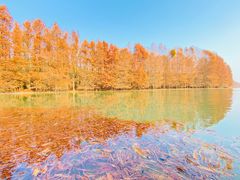 -上海海湾国家森林公园