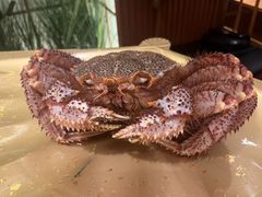 -蟹田居·活蟹料理(东城店)