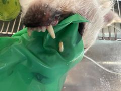 -派联宠物医院·24h·CT·异宠