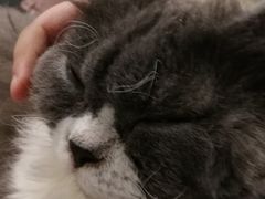 -猫小院猫主题咖啡厅(北锣店)