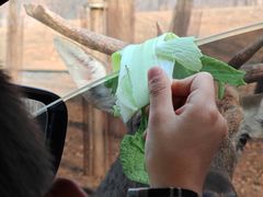 -秦皇岛野生动物园