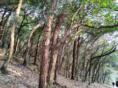 -杭州半山国家森林公园