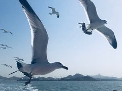 -海驴岛(荣成市)