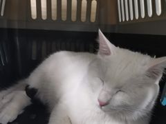 -纳吉亚猫专科动物医院(康都外科中心)